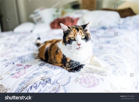 Angry Calico Cat Lying On Edge Stock Photo 703718890 Shutterstock