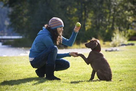 Training Your Senior Dog Pet Tricks Edition Dgp For Pets