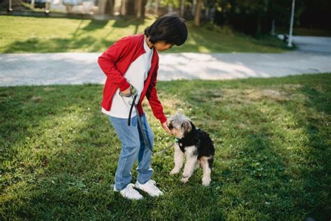 Become A Veterinarian Free Essay Samples To Explore