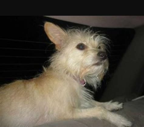 Cairn Terrier Chihuahua Mix For Sale Pets Lovers