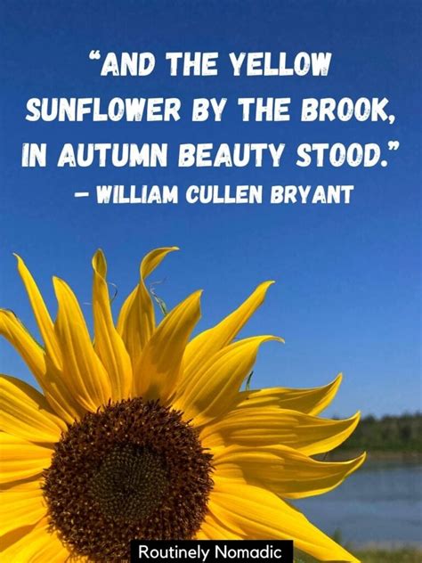 Sunflower Quotes Amazing Sunflower Sayings For Routinely