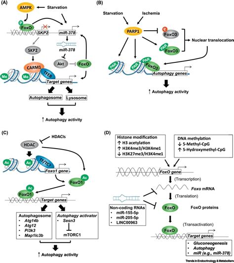 The Foxoautophagy Axis In Health And Disease Trends In Endocrinology