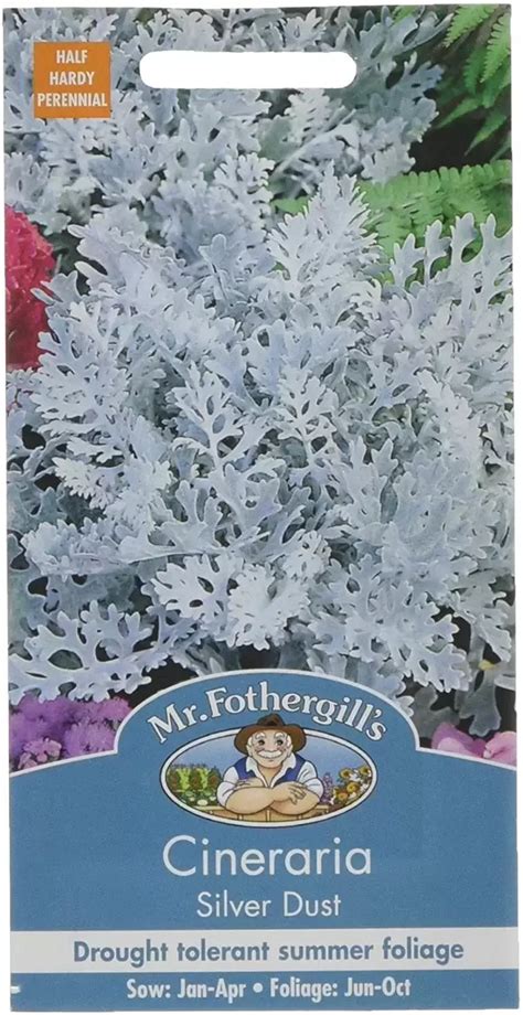 Cineraria Silver Dust Cowell S Garden Centre Woolsington