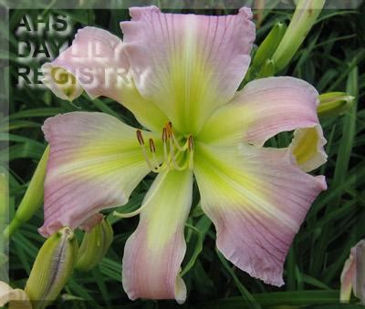 Woodcrest Daylilies LLC Carmen Renee