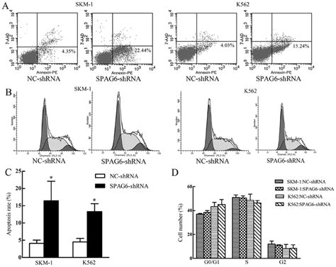 Effect Of Knockdown Of Spag6 Expression On Skm 1 And K562 Cell