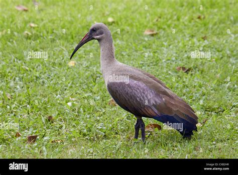 Hadeda Ibis Amanzimtoti Kwazulu Natal South Africa Stock Photo Alamy