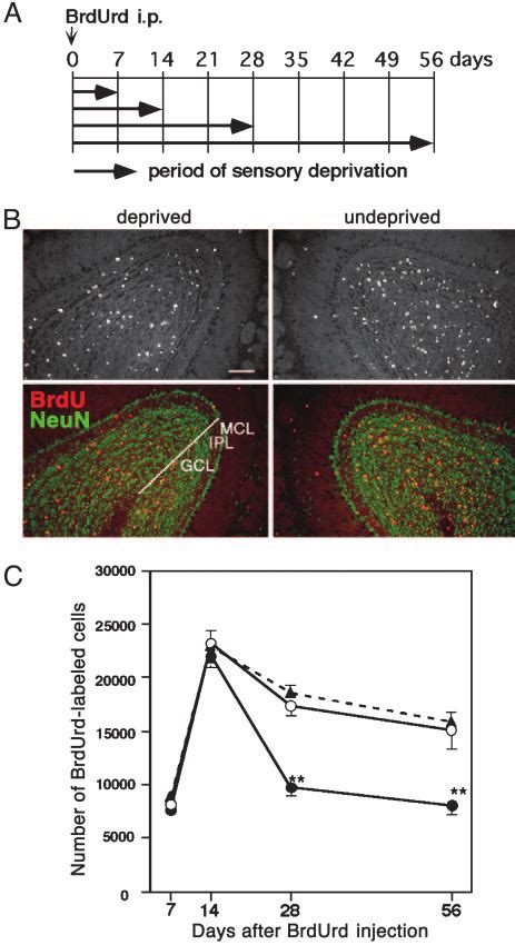 Olfactory Sensory Deprivation Reduces The Number Of Brdurd Labeled Download Scientific Diagram