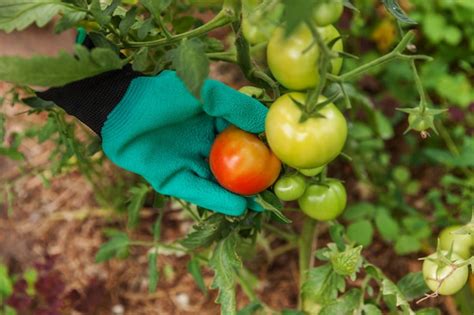 Concepto De Jardiner A Y Agricultura Mujer Trabajadora Agr Cola Mano