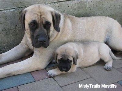 What Is A Fluffy English Mastiff