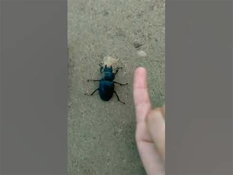 ОГРОМНЫЙ ЖУК *Я ЕГО ПОМЕРИЛА ОН БЫЛ 8 СМ* - YouTube