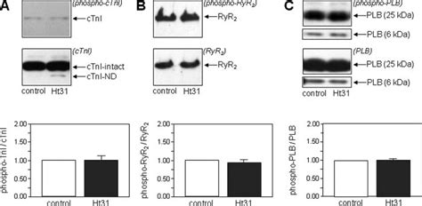 Phosphorylation Of Pka Substrates Under Base Line Conditions