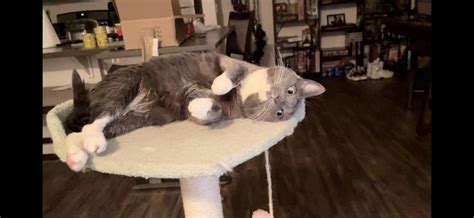 Smooks Before And After Being Caught Watching Youtube Rcats
