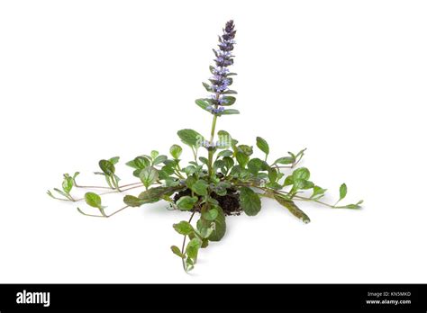 Flowering Ajuga Plant On White Background Stock Photo Alamy
