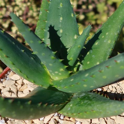 Shop For Aloe Marlothii Sinkatana Succulent Online Planet Desert