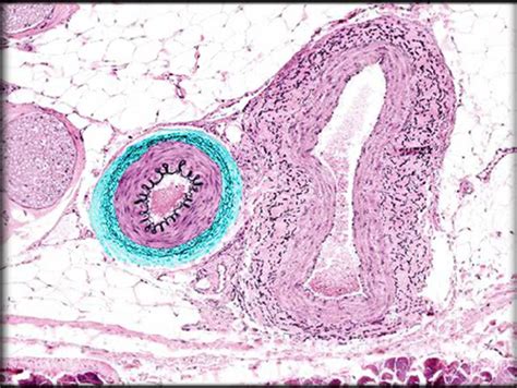 Muscular Artery And Medium Sized Vein Histology Flashcards Quizlet