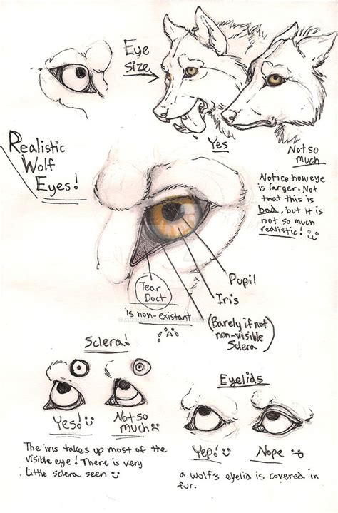 Wolf eye anatomy page by Anarchpeace en 2019 | Dibujos, Bocetos de animales y Aprender a dibujar ...