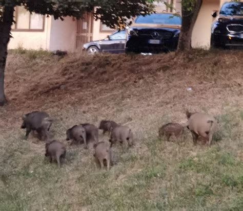 Arcidosso Invasione Dei Cinghiali In Paese In Giro Branchi Di