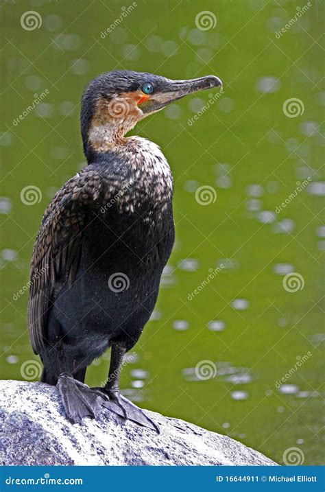 Cormorant stock image. Image of nesting, nest, background - 16644911