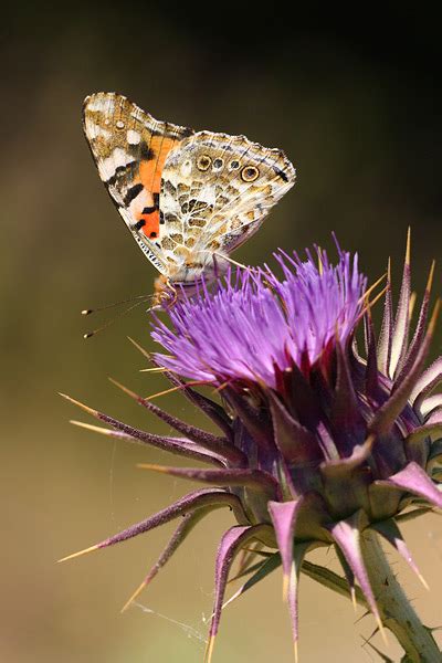 Distelvlinder Vanessa Cardui