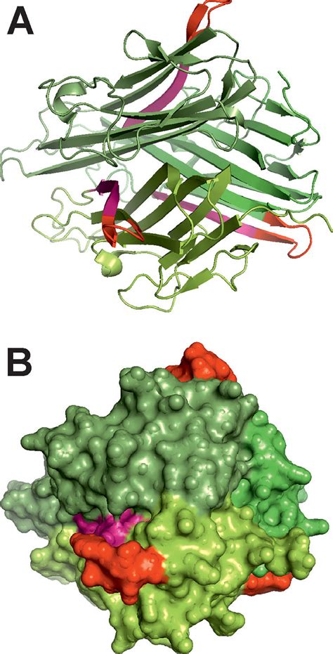 3D structure images of the human TNF protein trimer. A, The cartoon ...