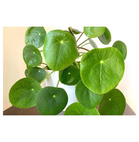 3 Money Plants Live Pilea Peperomioides Live Money Tree Plant Indoor