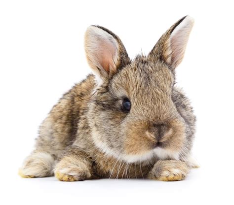 Premium Photo Isolated Image Of A Brown Bunny Rabbit