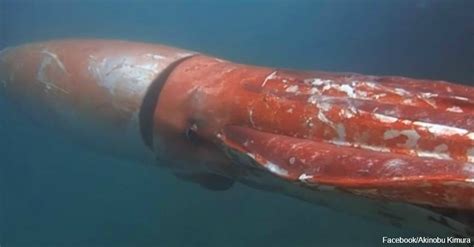 This Massive Kraken Was Spotted Underwater In A Japanese Harbor | The ...