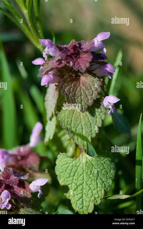 Flowering red dead-nettle, Lamium purpureum, flowers Stock Photo - Alamy