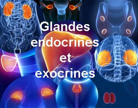 Glandes D Finition Docteurclic