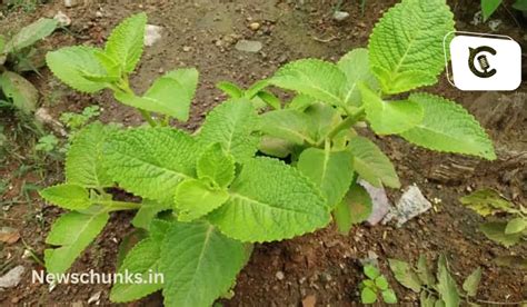 Ajwain Patte Ke Fayde अजवाइन की पत्तियां में है कई बीमारियों के इलाज