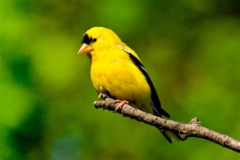 5 Yellow Backyard Birds You Should Know Lyric Wild Bird Food