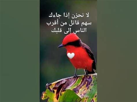 طائر الحكمة #shorts #animals - YouTube 