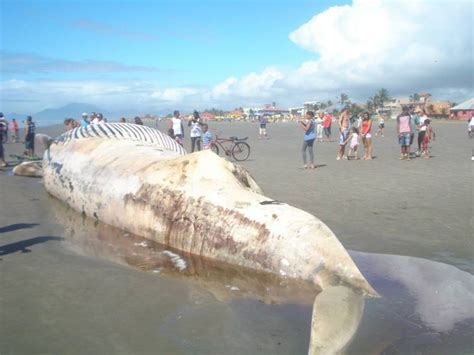 G Baleia Encontrada Em Praia Do Litoral De Sp E Vira Atra O