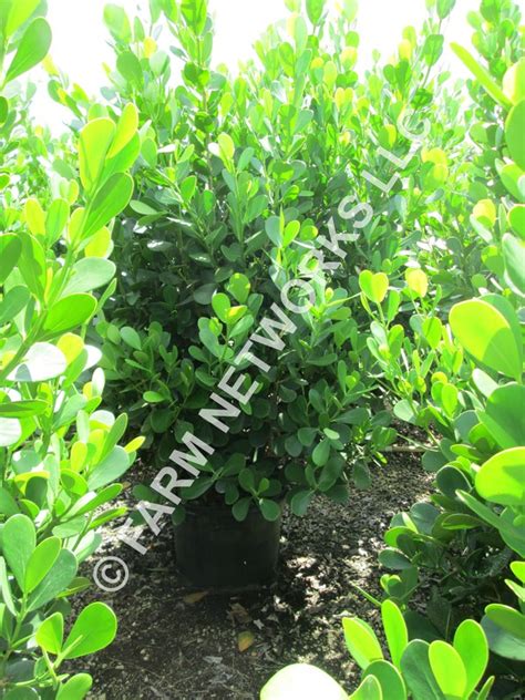 Small Leaf Clusia Hedge Plants 25 Gallon Clusia