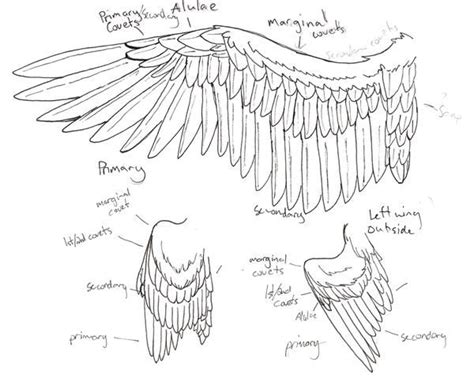 Wing Anatomy By Niffler13 On Deviantart Wings Drawing Wing Anatomy