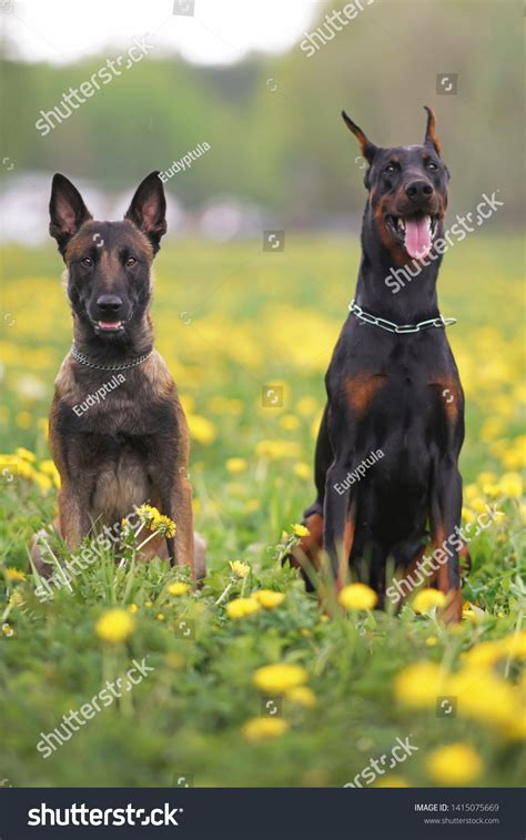 Young Belgian Malinois Doberman Dogs Posing Stock Photo 1415075669 ...