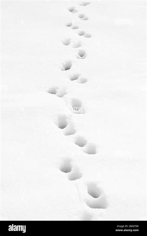 Some Footprints Trough The Snow Stock Photo Alamy