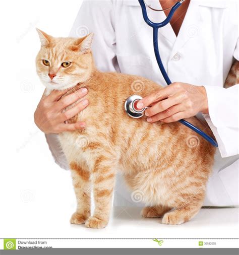 Veterinary Clipart Cat Free Images At Vector Clip Art