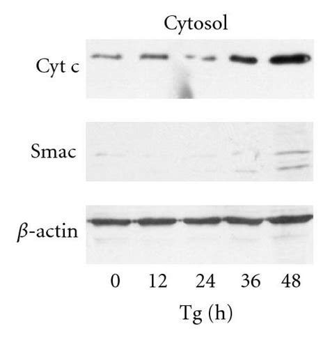 Loss Of Mitochondrial Membrane Potential And Release Of Cytochrome C