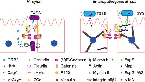 Virulence Factors Impair Epithelial Junctions During Bacterial