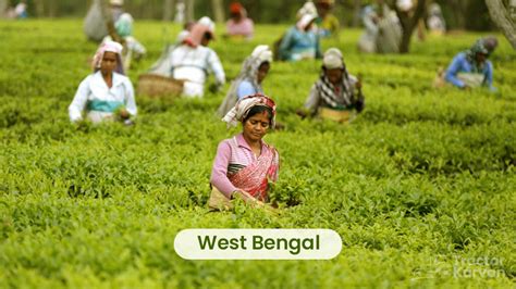 Top 10 Tea Producing States In India Tea Producing State