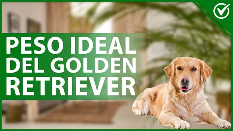 Peso Ideal Del Golden Retriever Consejos Y Recomendaciones