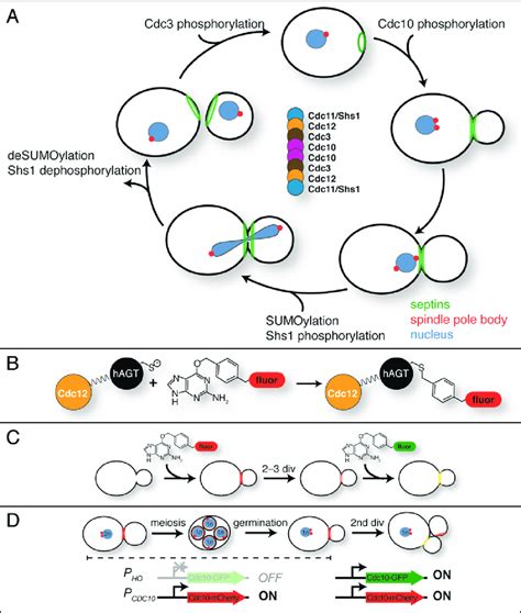 Recycling Of Budding Yeast Septin Subunits During The Mitotic Cell Download Scientific Diagram