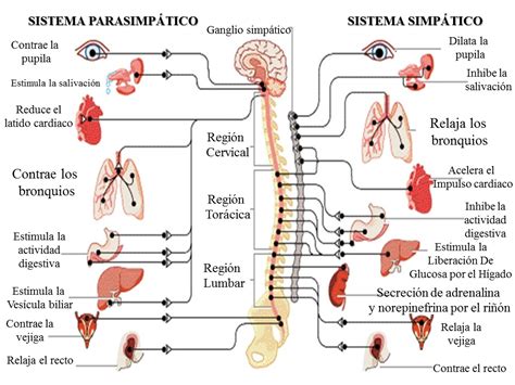 Fisiologia Humana sistemas simpático y parasimpático