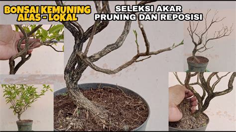 Kemuning Alas Seleksi Akar Pruning Dan Reposisi YouTube