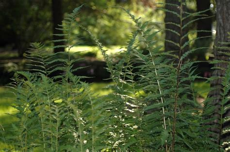 Dryopteris Cristata Crested Wood Fern Garden Center Marketing