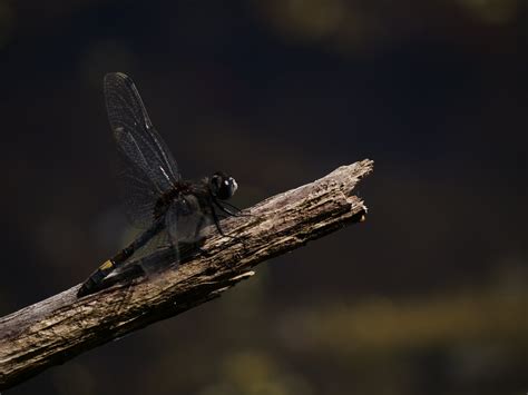 Grosse Moosjungfer Leucorrhinia Pectoralis Charpentier Flickr