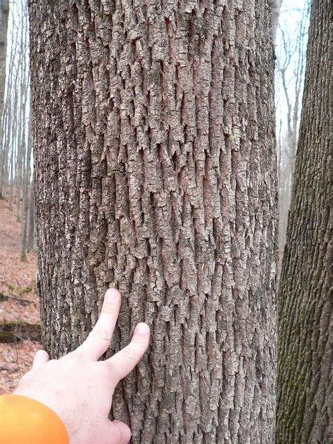 ash tree identification bark - Sustained Memoir Gallery Of Photos