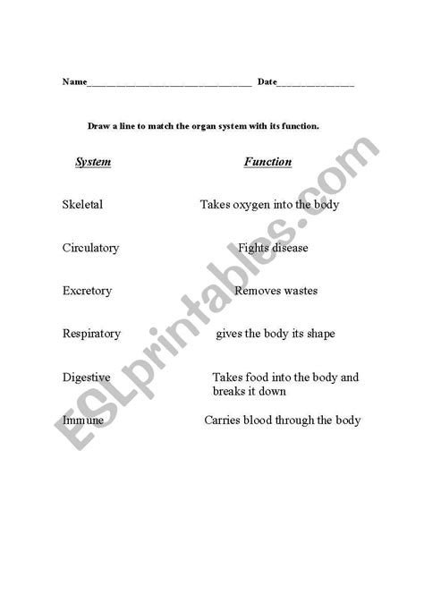 Systems Of The Body Worksheet