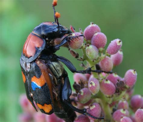 American Burying Beetle Survey Ftn Associates